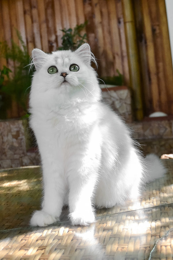 Netti | British Longhair Kitten