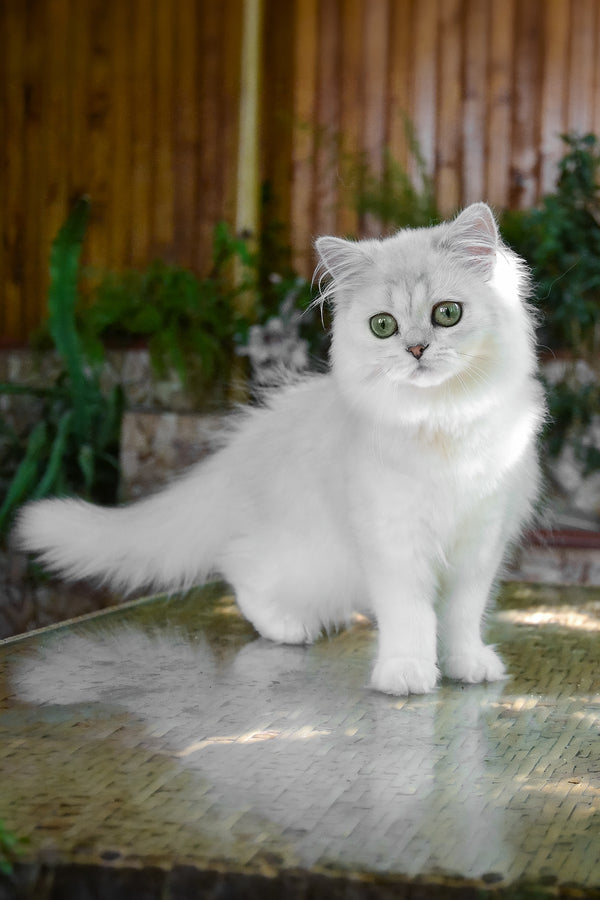 Netti | British Longhair Kitten