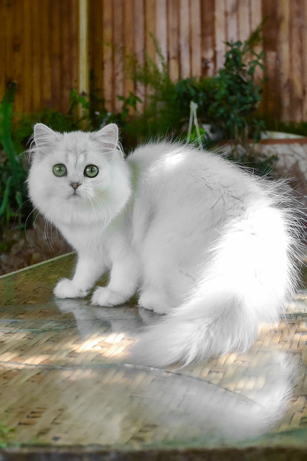 Netti | British Longhair Kitten