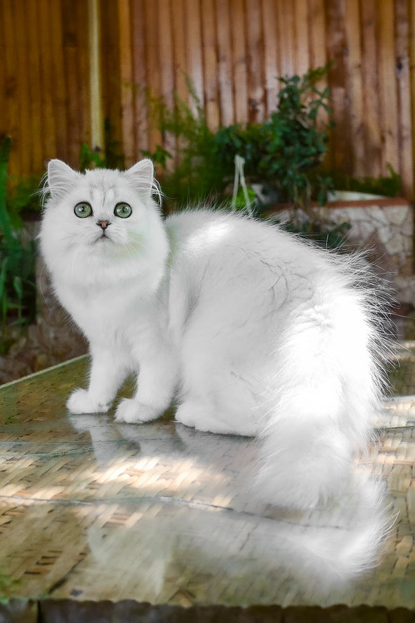 Netti | British Longhair Kitten