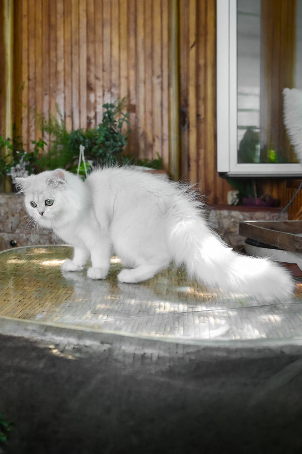 Netti | British Longhair Kitten