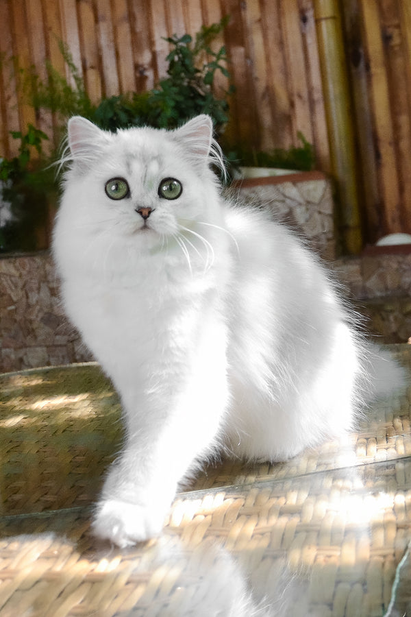 Netti | British Longhair Kitten