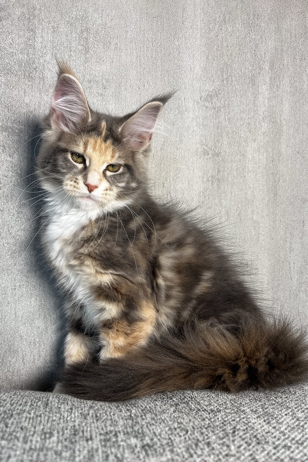 Nevada | Maine Coon Kitten