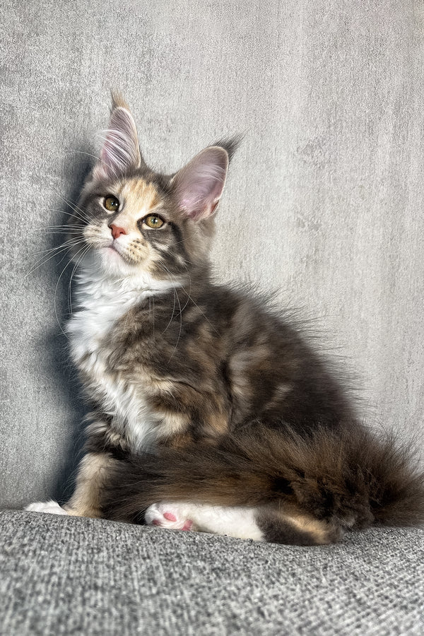 Nevada | Maine Coon Kitten