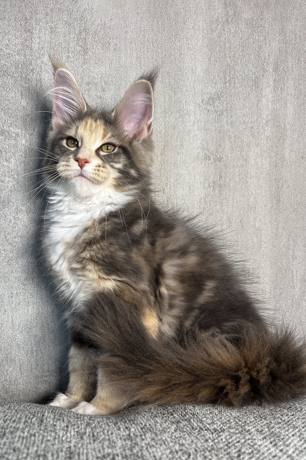 Nevada | Maine Coon Kitten