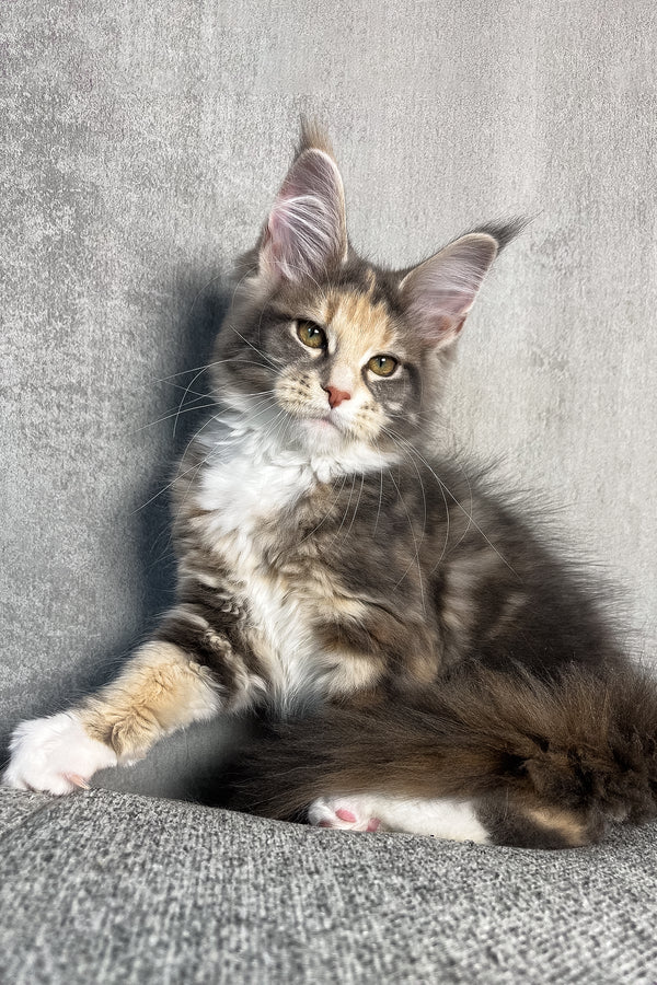 Nevada | Maine Coon Kitten