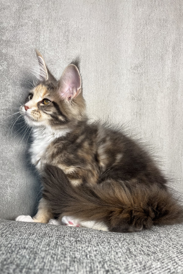 Nevada | Maine Coon Kitten
