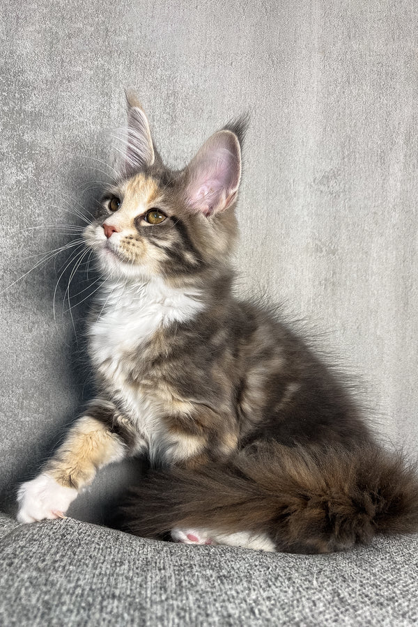 Nevada | Maine Coon Kitten