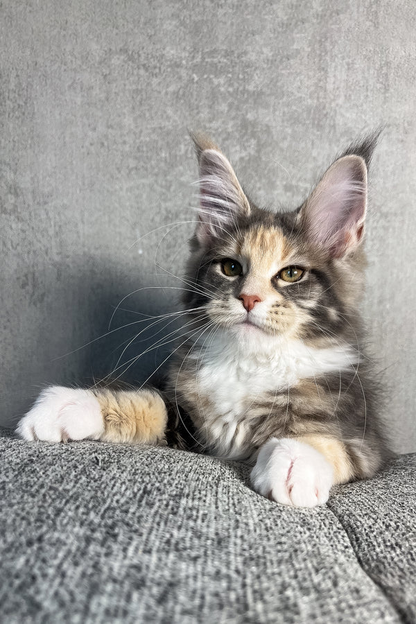 Nevada | Maine Coon Kitten