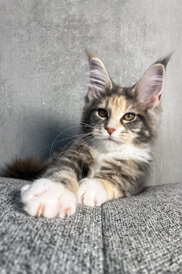 Nevada | Maine Coon Kitten