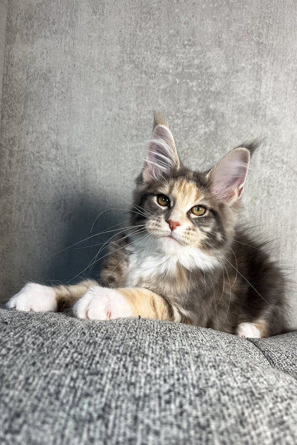 Nevada | Maine Coon Kitten