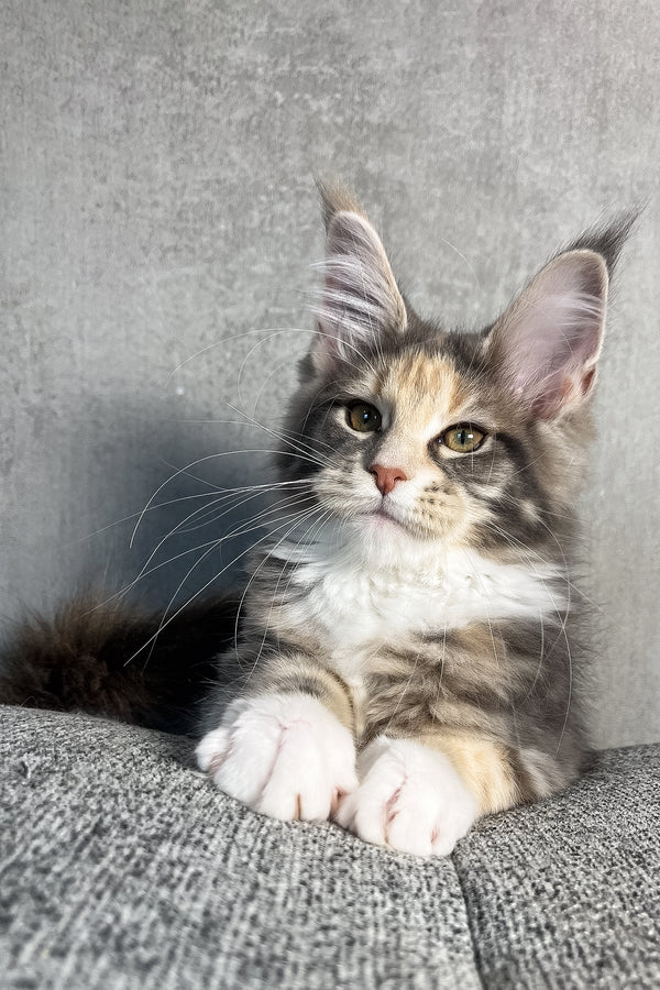 Nevada | Maine Coon Kitten