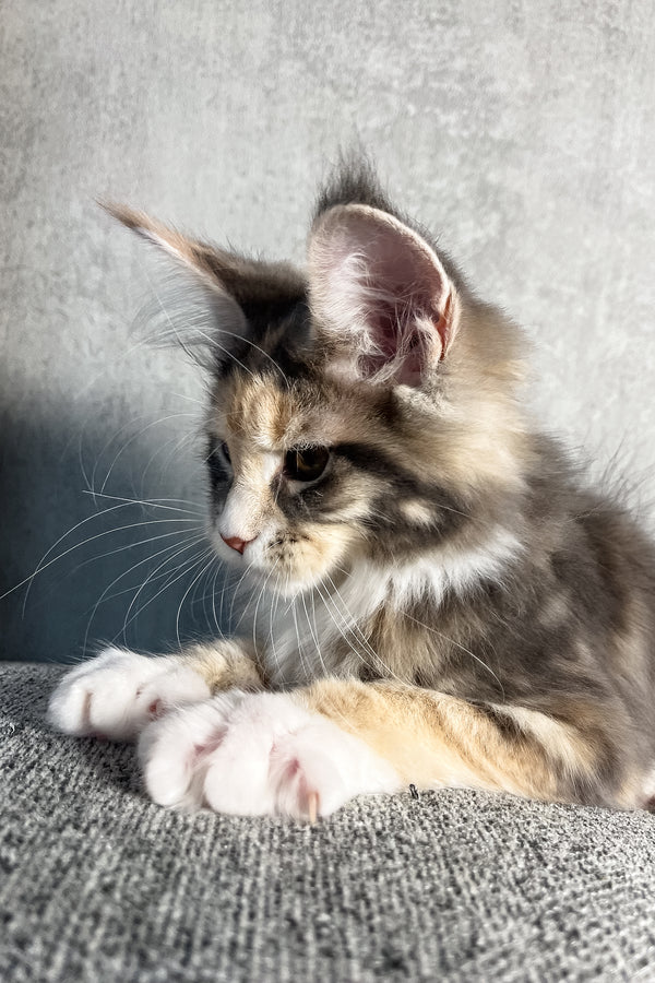 Nevada | Maine Coon Kitten