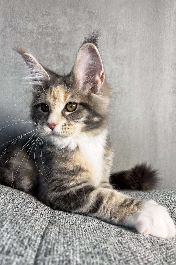 Nevada | Maine Coon Kitten