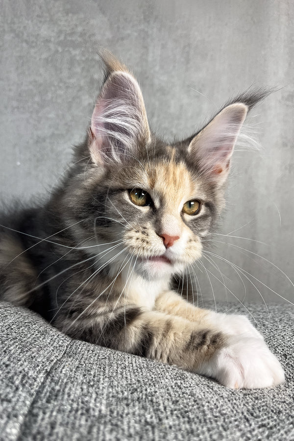 Nevada | Maine Coon Kitten