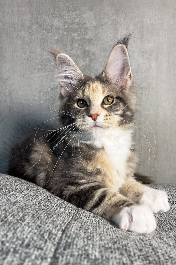 Nevada | Maine Coon Kitten