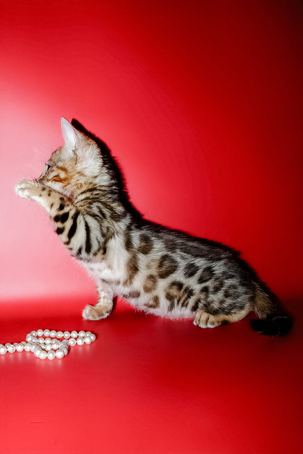 Nico | Bengal Kitten