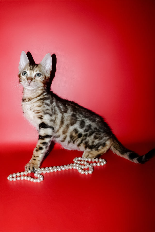 Nico | Bengal Kitten