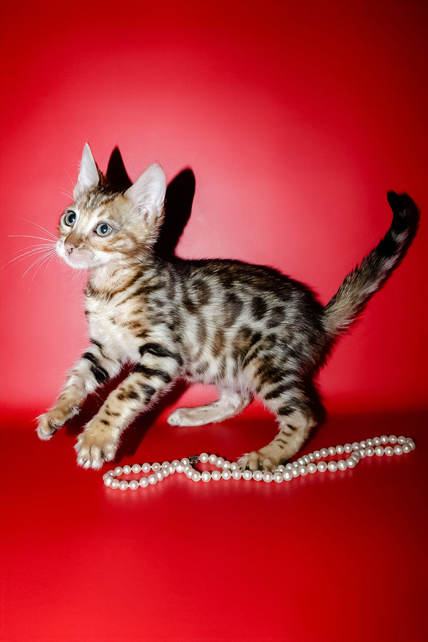 Nico | Bengal Kitten