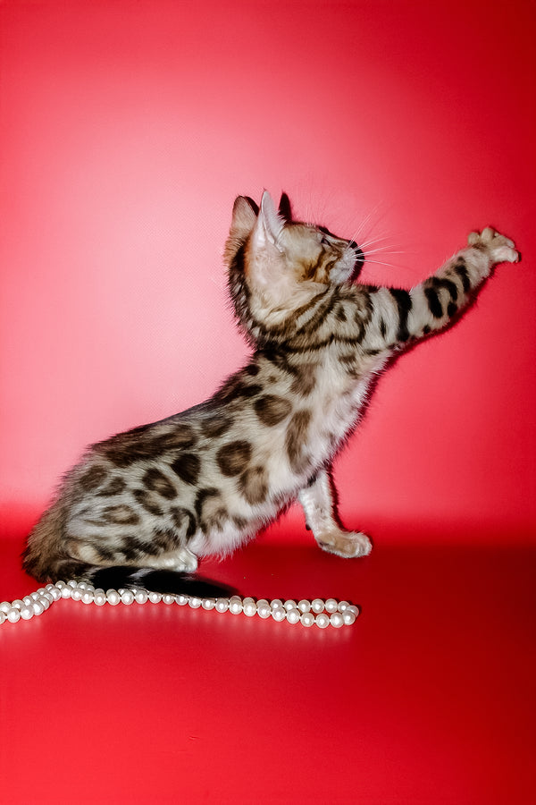 Nico | Bengal Kitten
