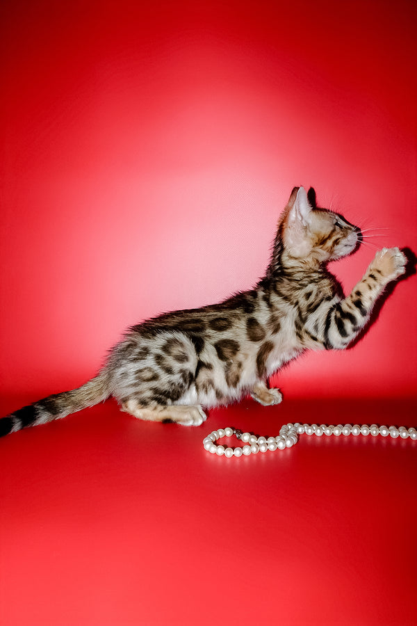 Nico | Bengal Kitten