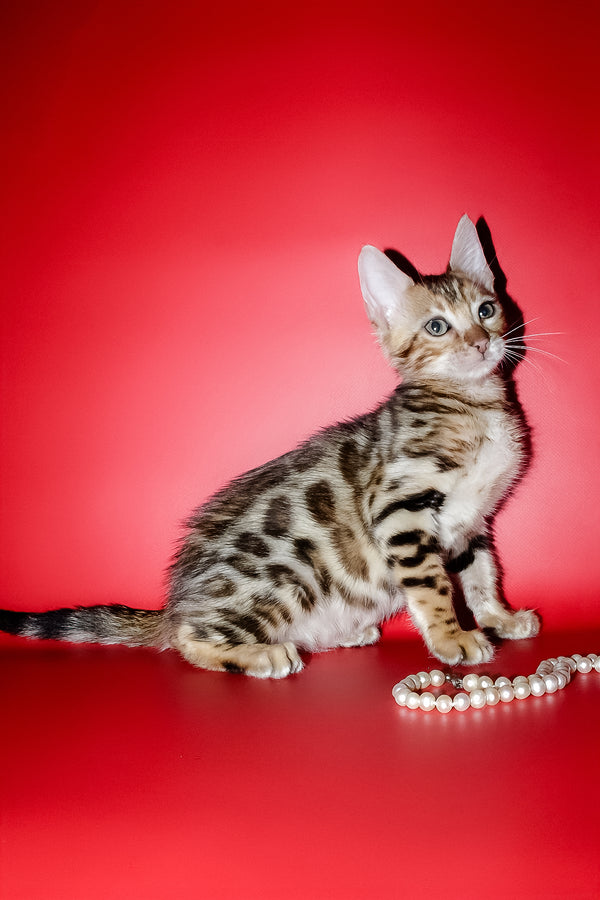 Nico | Bengal Kitten
