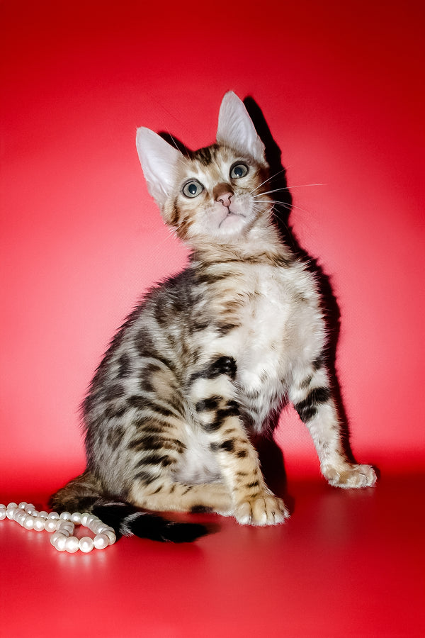Nico | Bengal Kitten