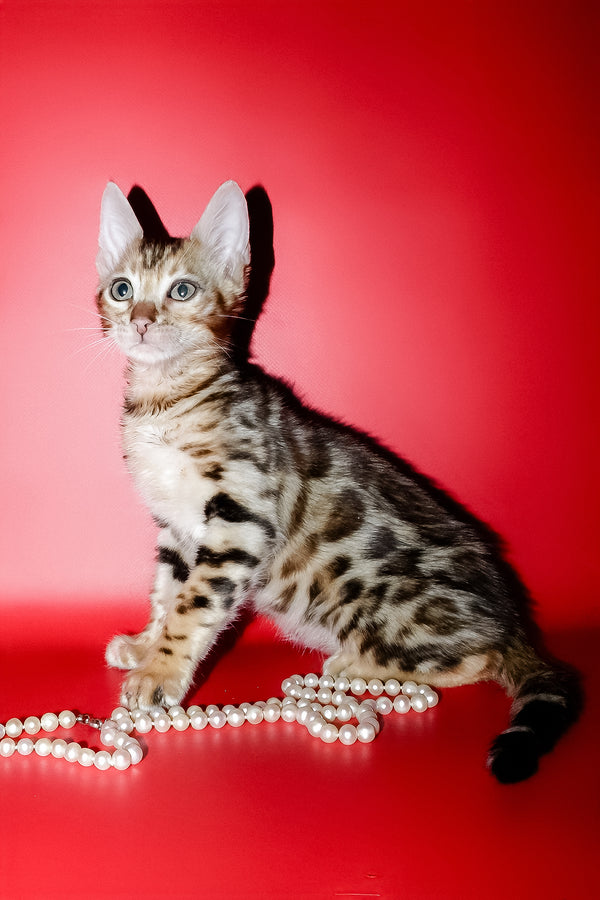 Nico | Bengal Kitten