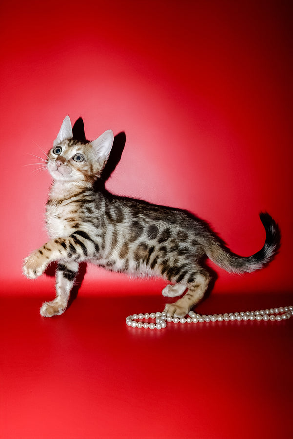 Nico | Bengal Kitten