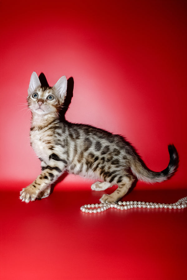 Nico | Bengal Kitten