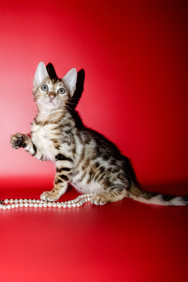 Nico | Bengal Kitten