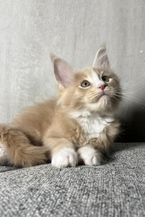Nicky | Maine Coon Kitten