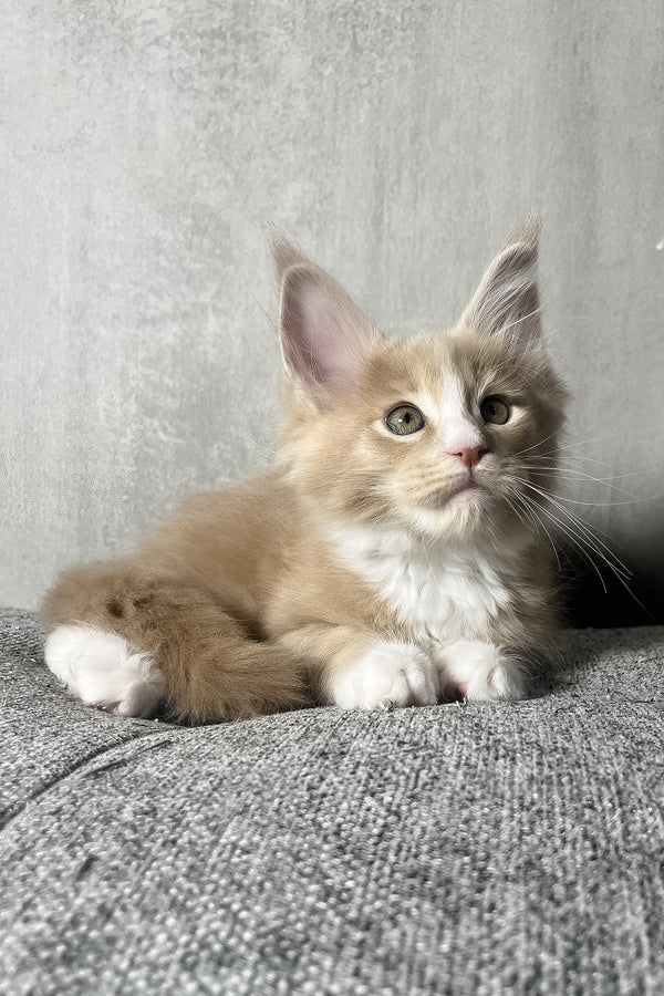 Nicky | Maine Coon Kitten