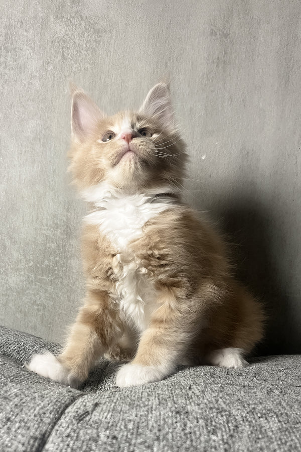 Nicky | Maine Coon Kitten