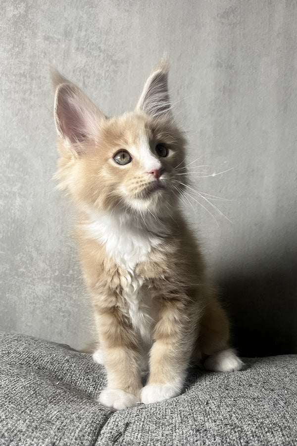 Nicky | Maine Coon Kitten