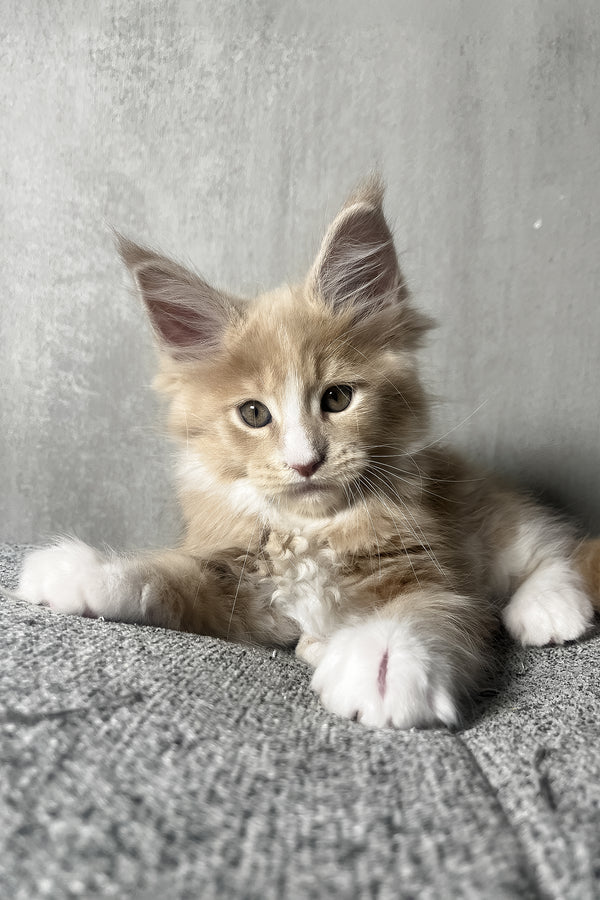 Nicky | Maine Coon Kitten
