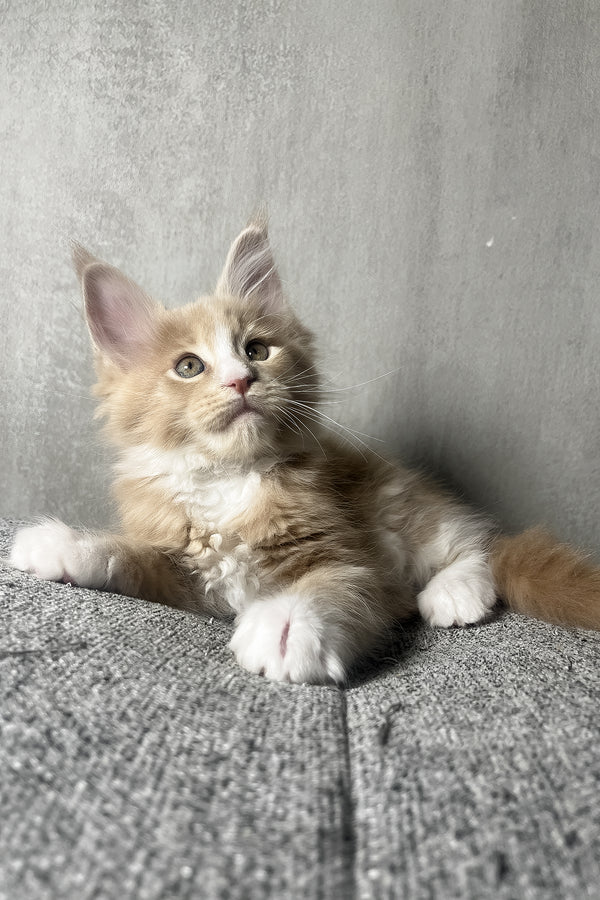 Nicky | Maine Coon Kitten