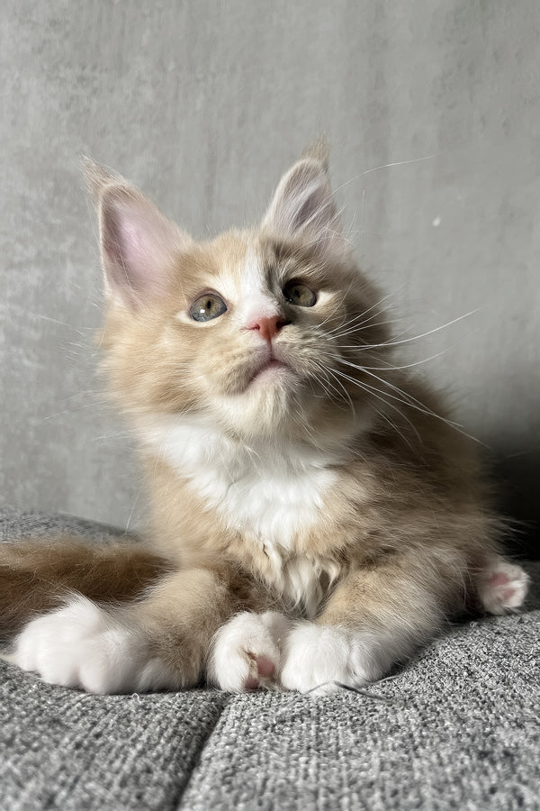 Nicky | Maine Coon Kitten