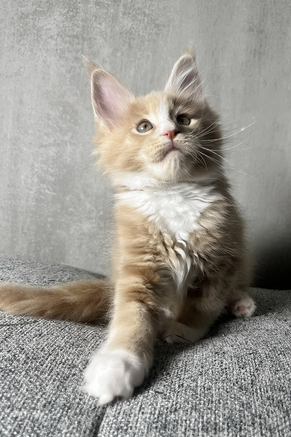 Nicky | Maine Coon Kitten