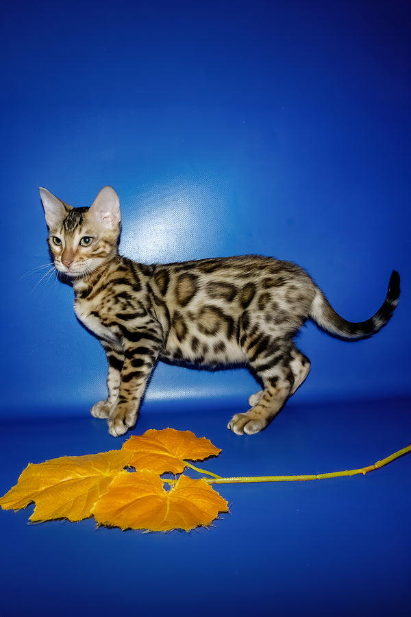 Nicolas | Bengal Kitten