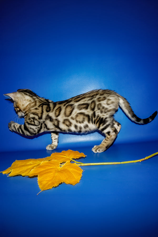 Nicolas | Bengal Kitten