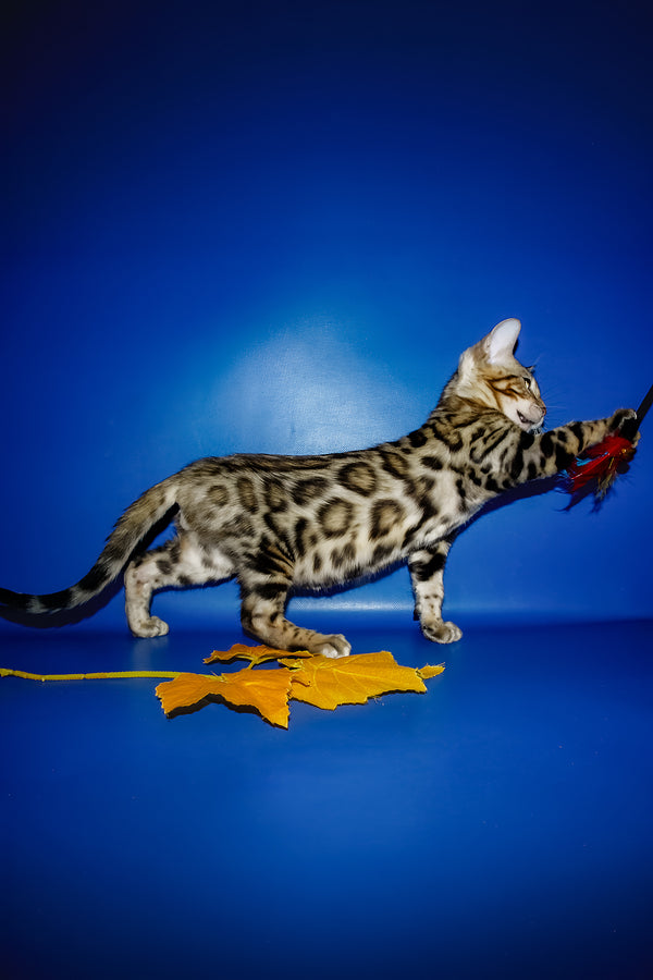 Nicolas | Bengal Kitten