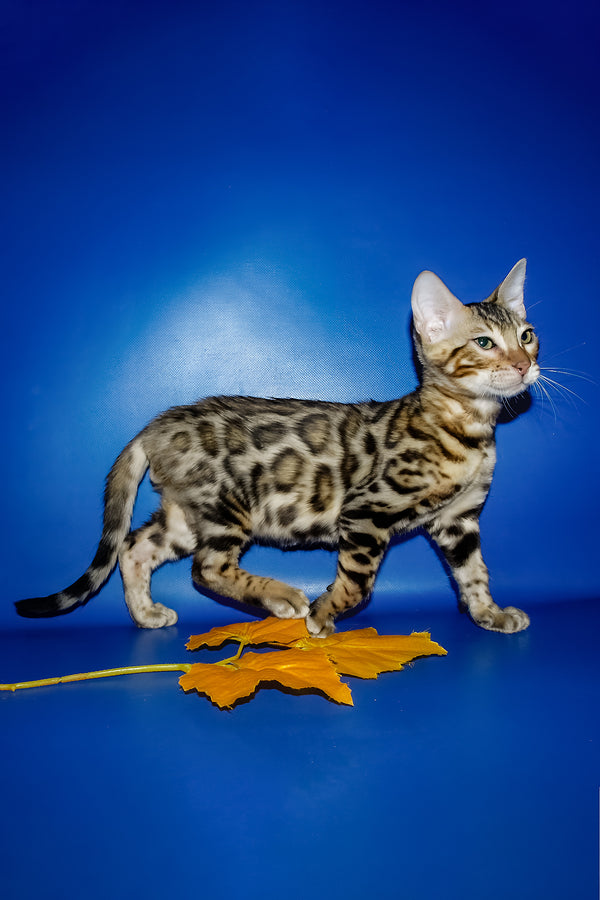 Nicolas | Bengal Kitten