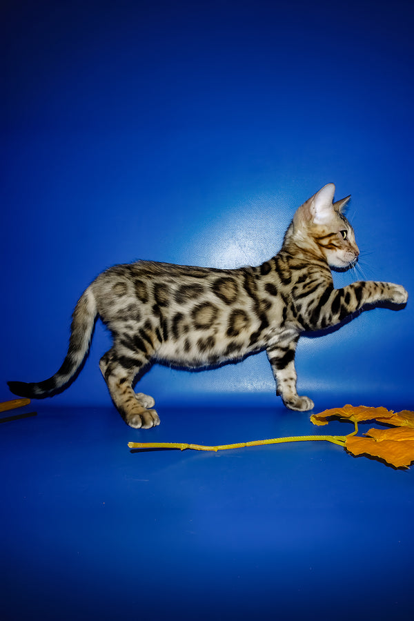 Nicolas | Bengal Kitten