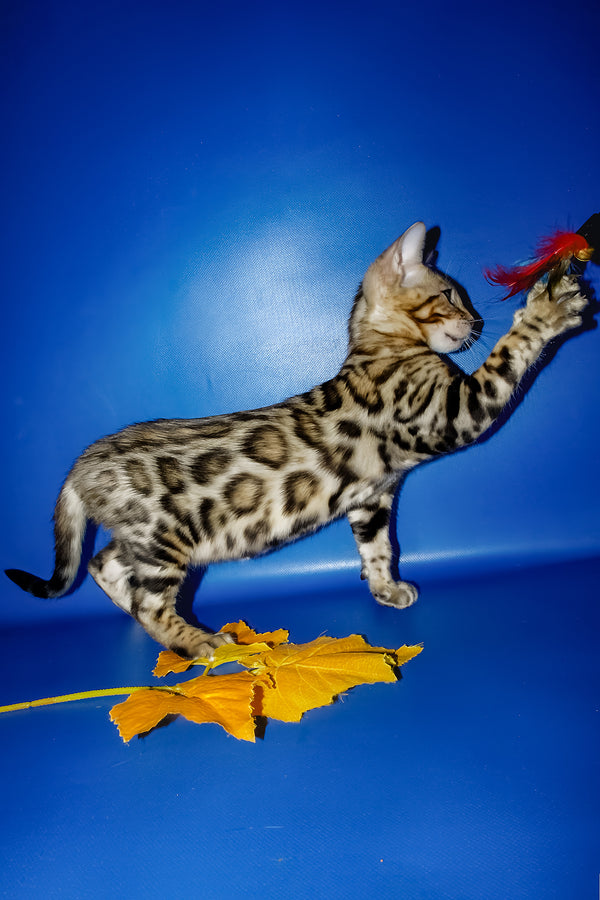 Nicolas | Bengal Kitten