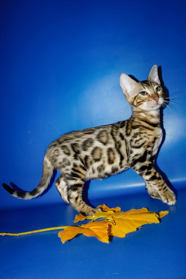 Nicolas | Bengal Kitten