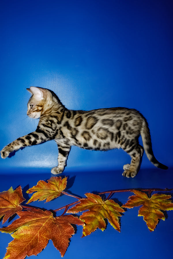 Nicolas | Bengal Kitten