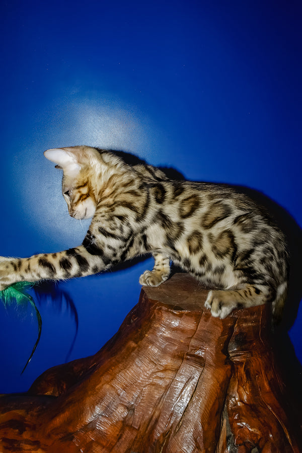 Nicolas | Bengal Kitten