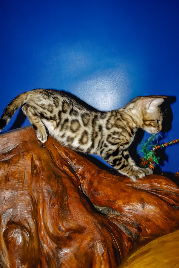 Nicolas | Bengal Kitten
