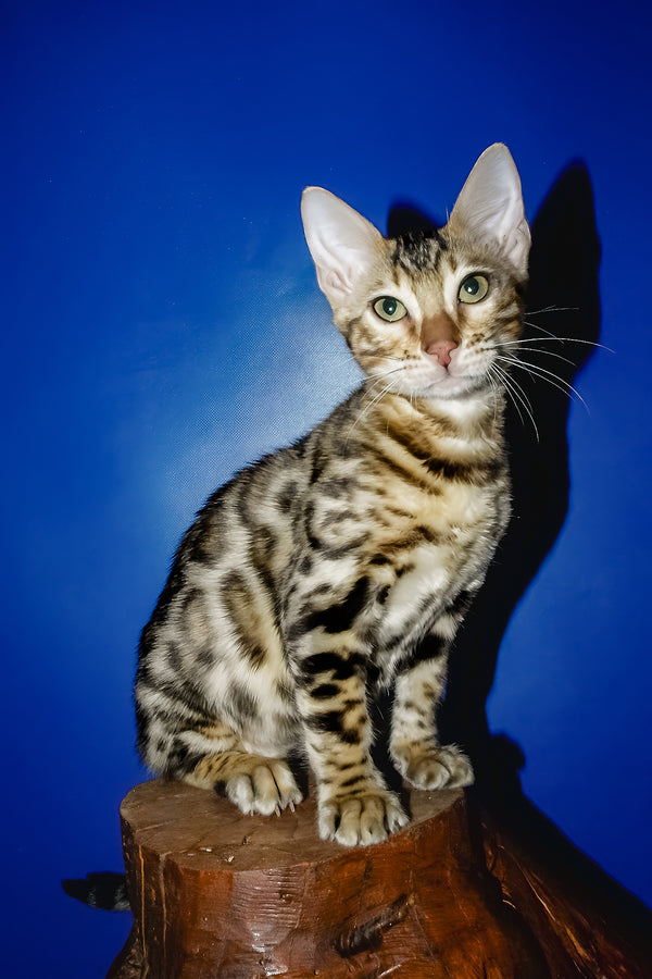 Nicolas | Bengal Kitten